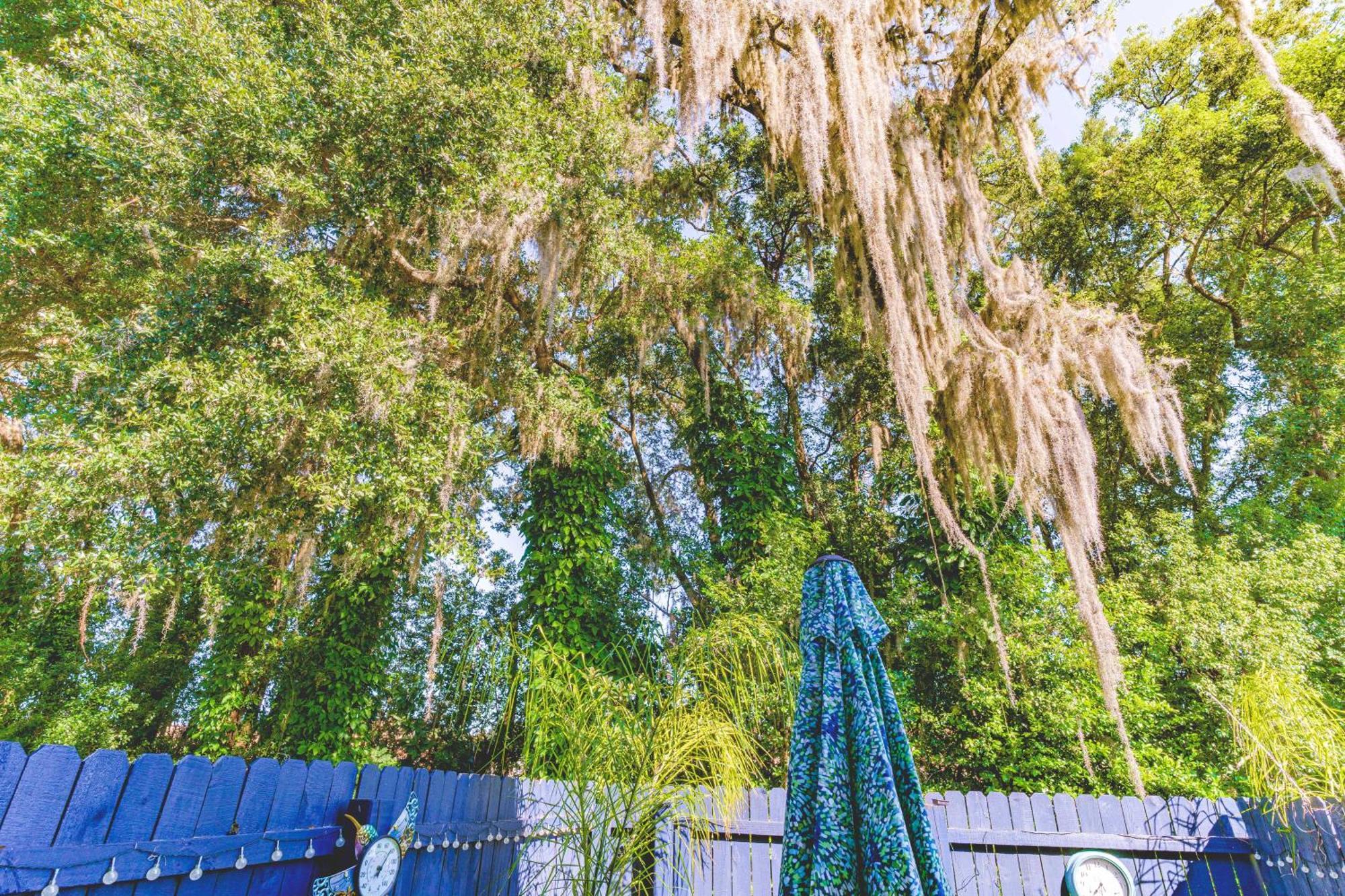 ホテル The Estate At Mt Dora マウント・ドラ エクステリア 写真